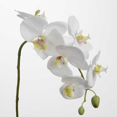 Floral decoration - ORCH PHALAE YUKIMAI H62 - LOU DE CASTELLANE - artificial plants and flowers - LOU DE CASTELLANE