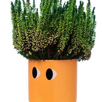 Décorations florales - POT DE FLEURS YEUX - FISURA