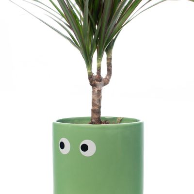 Floral decoration - DECORATIVE PLANT POTS - FISURA