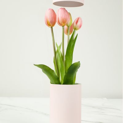 Scents - Tulip Ever After - NODITO