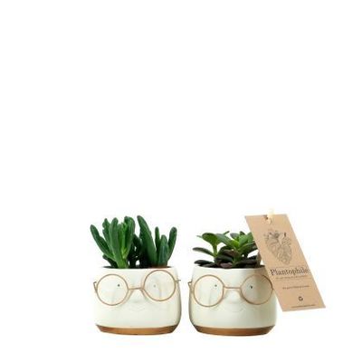 Objets de décoration - Mini Succulents dans un pot visage avec Lunettes - blanc/doré - small - PLANTOPHILE