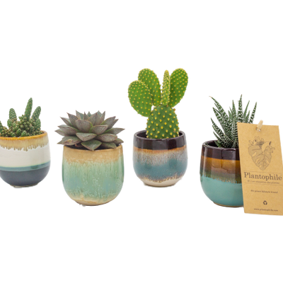 Objets de décoration - Mini Succulents mix avec cache-pot Seventies - assortiment 4 couleurs - small - PLANTOPHILE