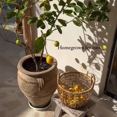 Caskets and boxes - The Cua Dai Basket - Natural - Small - BAZAR BIZAR LIVING