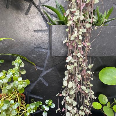 Fresques murales décoratives - Pan de mur en ardoise naturelle, jardinières incrustées, 250/60/3 cm - ARDOISE DESIGN