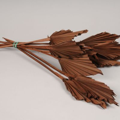 Floral decoration - Palm Spear dried chocolate H58cm - LE COMPTOIR.COM