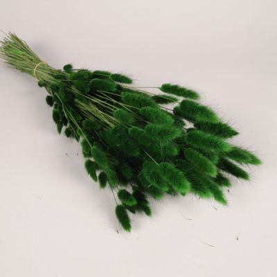 Floral decoration - Dried Lagurus moss green H67cm - LE COMPTOIR.COM