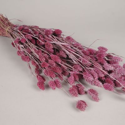 Décorations florales - Phalaris séché framboise H70cm - LE COMPTOIR.COM