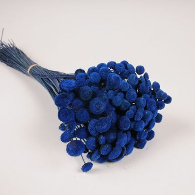 Floral decoration - Blue dried botao H53cm - LE COMPTOIR.COM