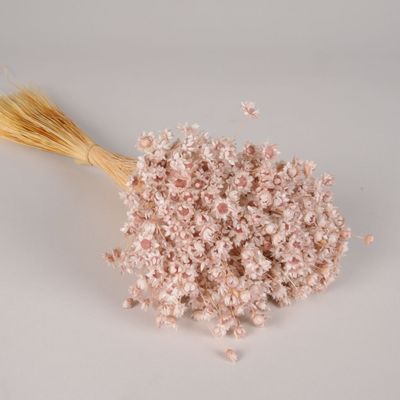 Floral decoration - Glixia dried powdery pink H43cm - LE COMPTOIR.COM