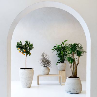 Pots de fleurs - Collection méditerranéenne - POTTERY POTS