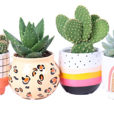 Decorative objects - Cactus & succulent, ceramique BOHO assortie - small - PLANTOPHILE