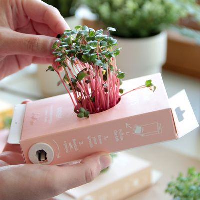 Gifts - Scrollino Sprouts - Mustard - SCROLLINO