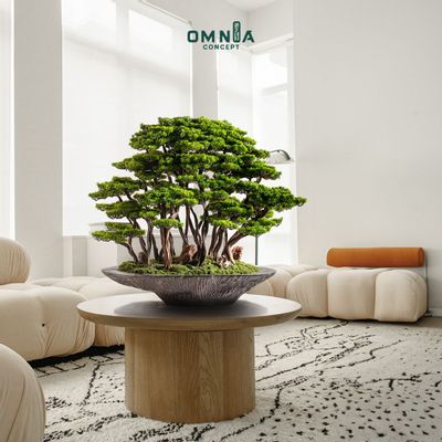 Decorative objects - Handmade decorative artificial bonsai made from real tree trunks - Kursa Bonsai Garden. - OMNIA CONCEPT