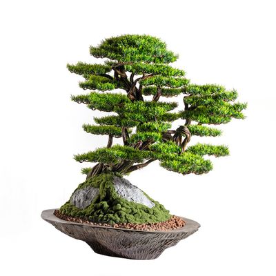 Decorative objects - Kursa Thuja - 4 - Premium Quality Decorative Handmade Artificial Bonsai Tree - OMNIA CONCEPT