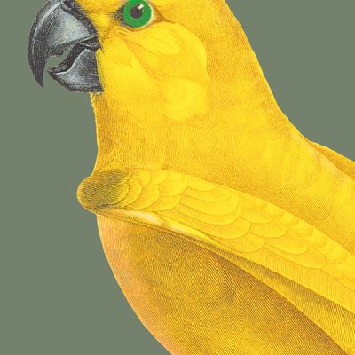 Other wall decoration - Wall art : Grey Headed Parrot khaki-coloured background - PARADISIO IMAGINARIUM