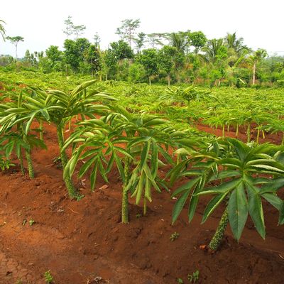 Cosmétiques - EPONGES KONJAC BIOLOGIQUES NATURELLES & ENRICHIES AU CHARBON DE BAMBOU - KARAWAN AUTHENTIC