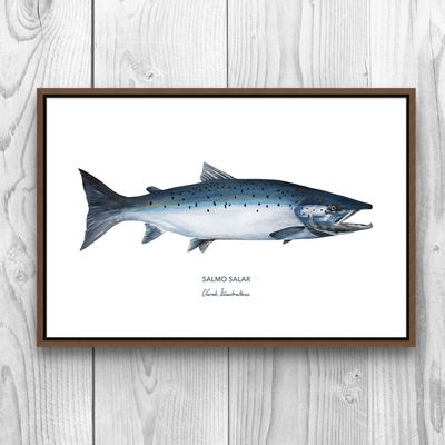 Poster - Atlantic Salmon Poster - Reproduction on art paper - VAREK ILLUSTRATIONS