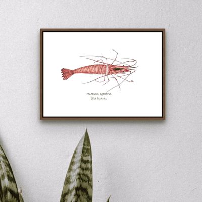 Poster - The Shrimp poster - Reproduction on art paper - VAREK ILLUSTRATIONS