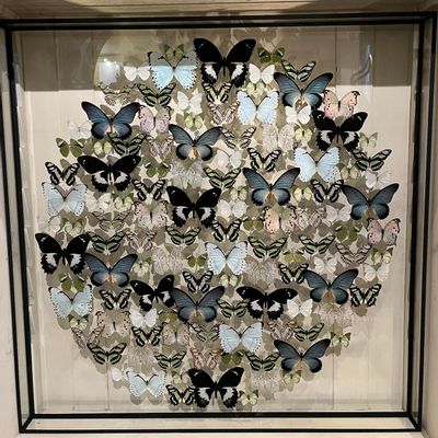 Objets de décoration - Cadre Papillons & autres insectes - DESIGN & NATURE