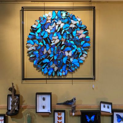 Objets de décoration - Cadre Papillons & autres insectes - DESIGN & NATURE