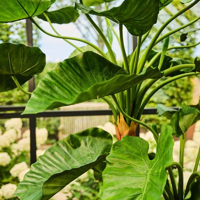 Décorations florales - Arbres et plantes artificiels - Alocasia - SILK-KA BV