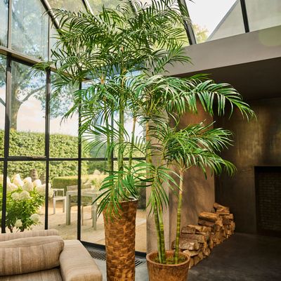 Floral decoration - Artificial trees and plants - Palm - SILK-KA BV