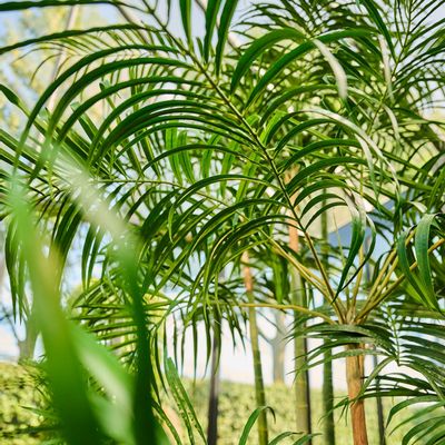 Décorations florales - Arbres et plantes artificiels - Palmier - SILK-KA BV