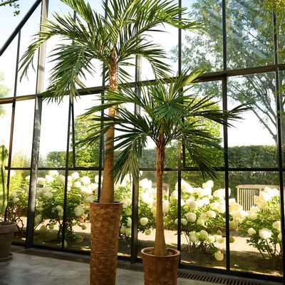 Floral decoration - Artificial trees and plants - Phoenix Roebelenii palm - SILK-KA BV