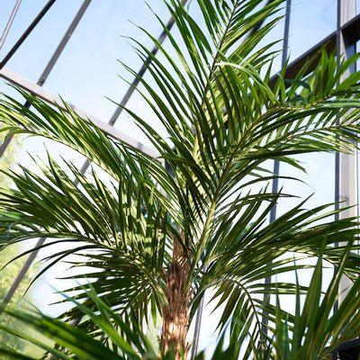 Floral decoration - Artificial trees and plants - Phoenix Roebelenii palm - SILK-KA BV