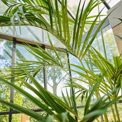 Floral decoration - Artificial trees and plants - Kentia Howea palm - SILK-KA BV