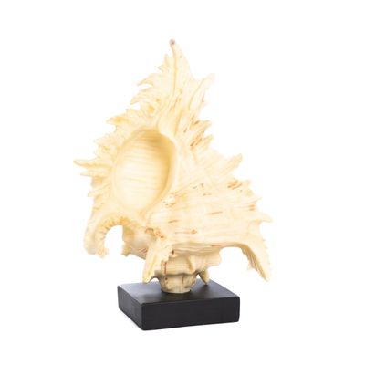Other Christmas decorations - SEA SHELL ON BASE TT CRM/WH/BLK 30CM - GOODWILL M&G