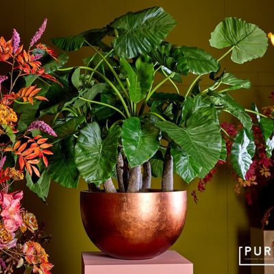 Décorations florales - Plante PURE Alocasia Calidora - PURE BY JASACO