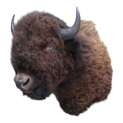 Objets de décoration - Bison XXL - BAROQUE COLLECTION - DUTCH STYLE