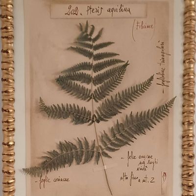 Objets de décoration - ORGUE - OFFICINA NATURALIS