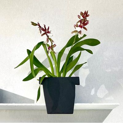 Jardinières - Ombre Chinoise n° 3, jardinière en ardoise naturelle à poser. - ARDOISE DESIGN