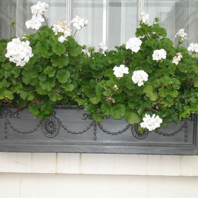 Pots de fleurs - Boîtes à fenêtre - CAPITAL GARDEN PRODUCTS LTD