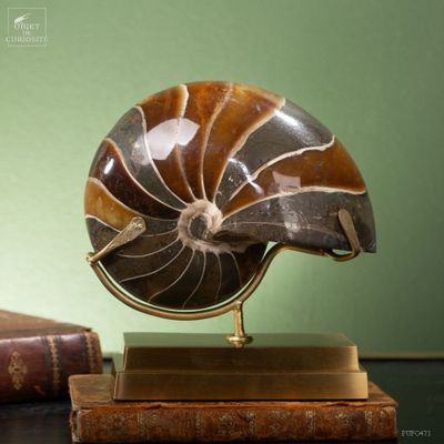 Decorative objects - Notre collection de fossiles. - OBJET DE CURIOSITÉ