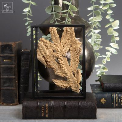 Objets de décoration - Notre collection de fossiles - OBJET DE CURIOSITÉ