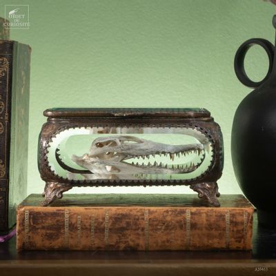 Objets de décoration - Notre collection de squelettes. - OBJET DE CURIOSITÉ