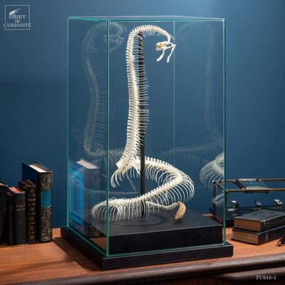 Decorative objects - Our collection of skeletons - OBJET DE CURIOSITÉ