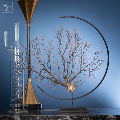 Objets de décoration - Our collection of sea fans - OBJET DE CURIOSITÉ