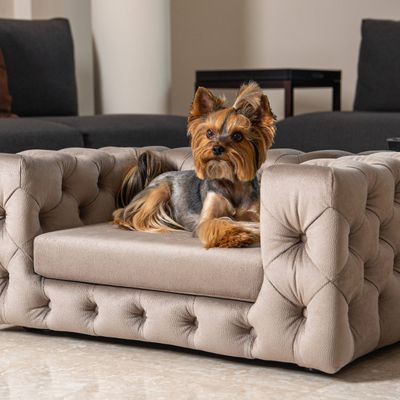 Pet accessories - GLAMOUR High-end Dog Sofa - PET EMPIRE