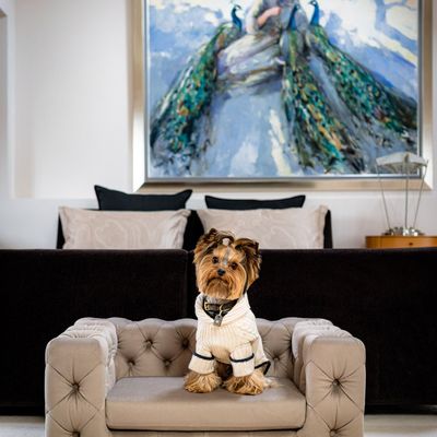 Pet accessories - GLAMOUR High end Dog Sofa - PET EMPIRE