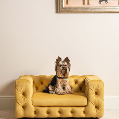 Small sofas - GLAMOUR Elegant Dog Sofa - PET EMPIRE