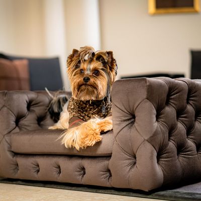 Pet accessories - GLAMOUR Luxury Dog Sofa - PET EMPIRE
