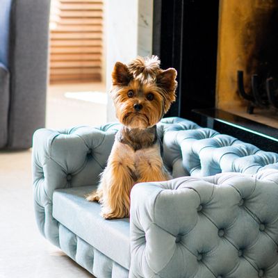Pet accessories - Luxury Dog Sofa GLAMOUR - PET EMPIRE