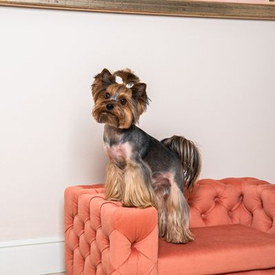 Small armchairs - GLAMOUR Elegant Dog Sofa - PET EMPIRE