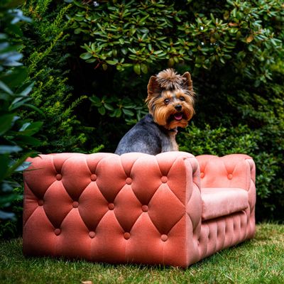 Pet accessories - ROYAL Pet Furniture - PET EMPIRE