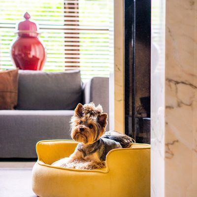 Design objects - YIN YANG Luxury Dog Basket - PET EMPIRE