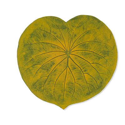 Objets design - Set de table Feuille Amazonienne CAPEBA Vert-J 100% caoutchouc naturel - SABIÁ DESIGN